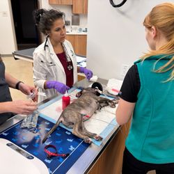 Buda Veterinary Care - Dr. O and techs performing a procedure