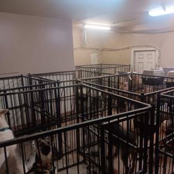 Bow Wow Pet Grooming & Kennel - Terrible conditions