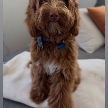 Petco - Took a few minutes before I dropped him off (thinking I'd have a cute before and after to showcase for IG ) - Pet Stores Near Me - Irvine, California Petco - Took a few minutes before I dropped him off (thinking I'd have a cute before and after to showcase for IG ) - Pet Stores Near Me - Irvine, California