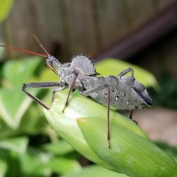 Operation Kills Pest Control - Wheel Bug