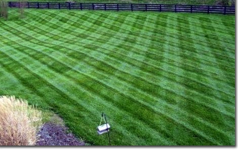 Green & Grow - tree service in Lexington, KY