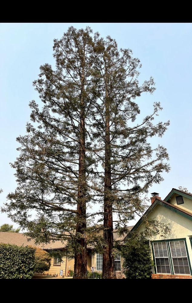 VISALIA TREE SERVICE Updated August 2024 13 Photos & 18 Reviews