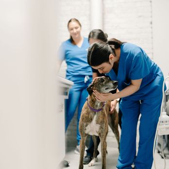 GoodVets - Veterinarians Near Me - Naperville, Illinois