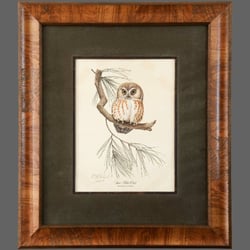 The Great Frame Up - Owl botannical print