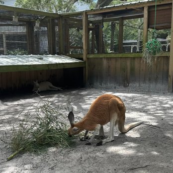 Xtreme Exotics Wildlife Foundation - A kangaroo is positioned on the ground in an outdoor enclosure, eating grass and facing downward. The enclosure has a dirt floor, wooden fencing, and wire mesh walls, with some shade from nearby trees. The background includes additional fencing and trees, indicating a wildlife or zoo setting. - Petting Zoos Near Me