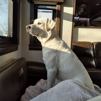 Grave's Labradors - Pet Breeders Near Me