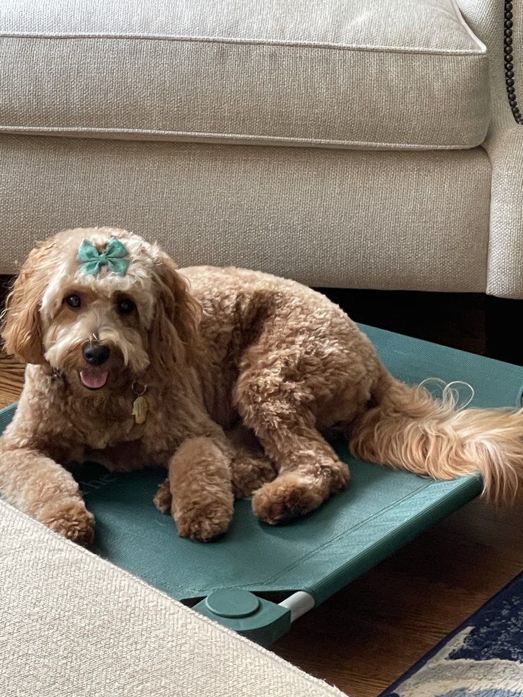 WOOF GANG BAKERY & GROOMING RYE Updated October 2024 16 Photos & 19