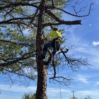 Outlaw Barkitecture - Topping out some hazard pines here - Tree Services Near Me - Ada, Oklahoma Outlaw Barkitecture - Topping out some hazard pines here - Tree Services Near Me - Ada, Oklahoma