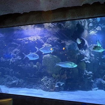 Downtown Aquarium - Seafood Near Me - Houston, Texas