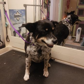 Darlene's Claw and Paws Spa - Finished (after) - Pet Groomers Near Me - Silver Springs, Nevada Darlene's Claw and Paws Spa - Finished (after) - Pet Groomers Near Me - Silver Springs, Nevada