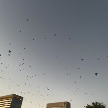 Darling Aviary - The namesake birds - Bars Near Me - Sacramento, California