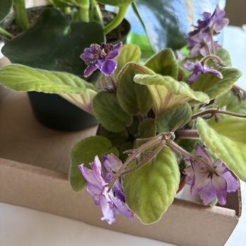 Glendora Gardens Nursery and Tree Farm - African Violet - Nurseries & Gardening Near Me - Glendora, California