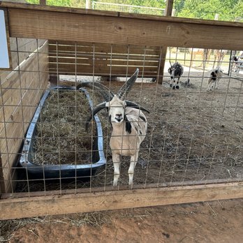 Circle M Safari Park - Goat - Petting Zoos Near Me - Shelby, North Carolina Circle M Safari Park - Goat - Petting Zoos Near Me - Shelby, North Carolina