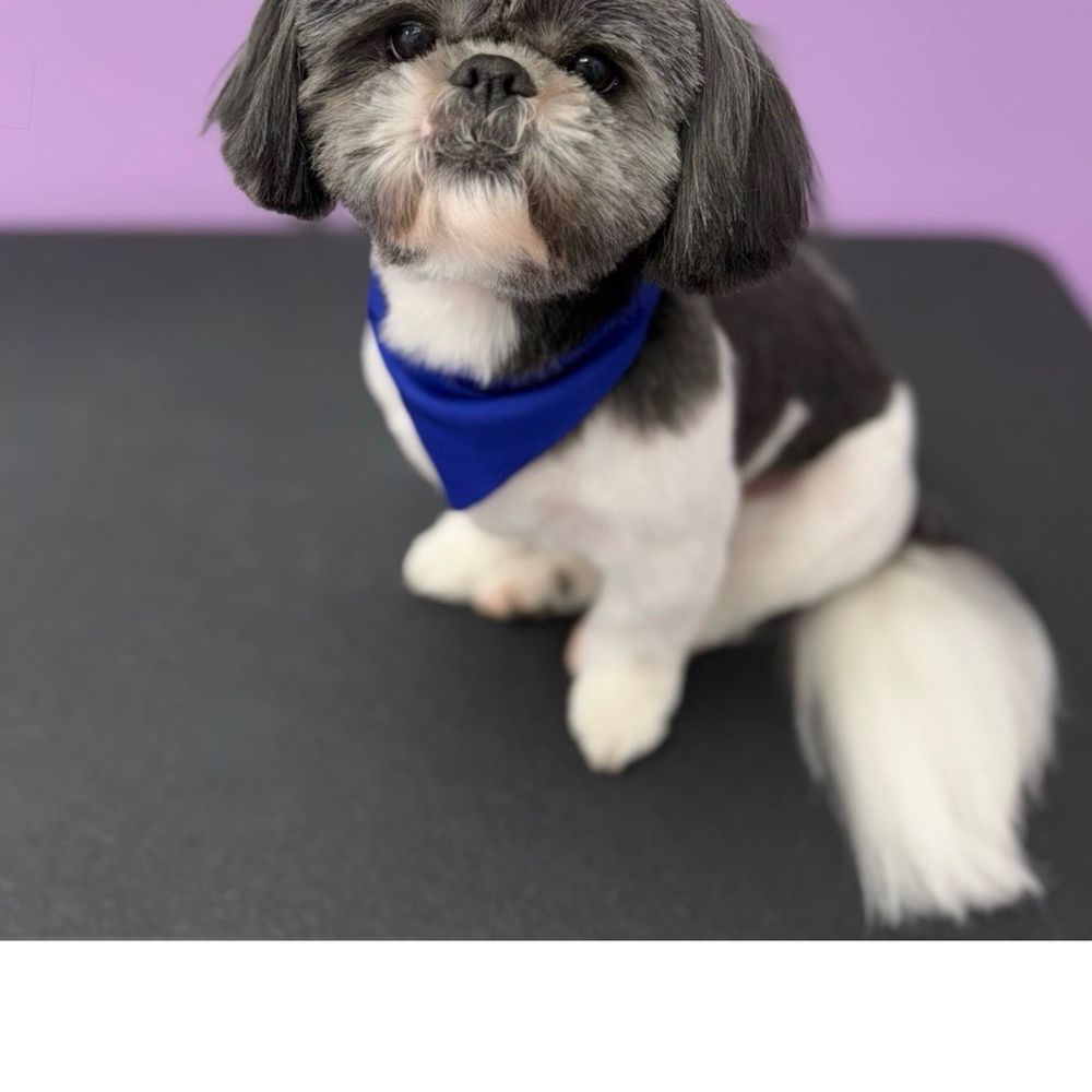 Pawssentials - Pet Groomers Near Me - Milpitas, California Pawssentials - Pet Groomers Near Me - Milpitas, California
