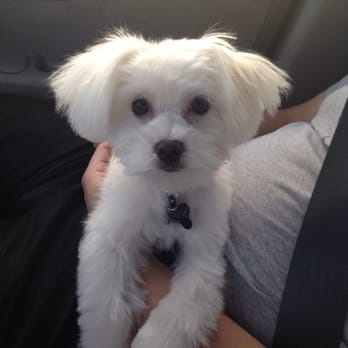 Petian - Toby with his first cut at Petian.. Look at his long legs! Lol - Pet Groomers Near Me - Fullerton, California Petian - Toby with his first cut at Petian.. Look at his long legs! Lol - Pet Groomers Near Me - Fullerton, California