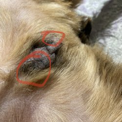 Chicago Grooming Parlor - Burned marks from clippers or whatever they used!