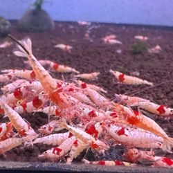 Bright Aquarium - Crystal Red Shrimp