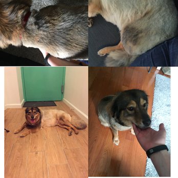 DOGMA - A very rough and rushed grooming experience. - Pet Groomers Near Me - New York, New York DOGMA - A very rough and rushed grooming experience. - Pet Groomers Near Me - New York, New York
