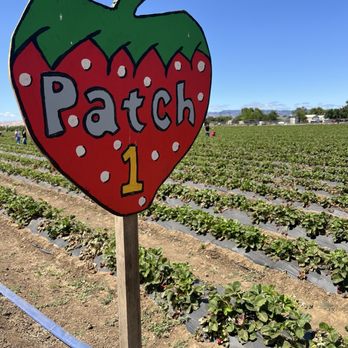 Ah-May U-Pick - Pick Your Own Farms Near Me - Brentwood, California