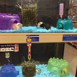 Guinea pigs!