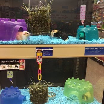 PetSmart - Guinea pigs! - Pet Stores Near Me - San Marcos, Texas