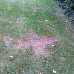Total Lawn Care - Their drivers turn too sharp and you end up with these all over your lawn.