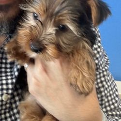 Pettito - Our newest addition to the family, Hero.