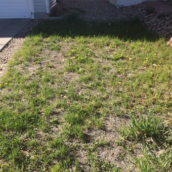 MSI - Lawns like this are allowed year after year in this covenant controlled neighborhood. - Homeowner Association Near Me - Westminster, Colorado MSI - Lawns like this are allowed year after year in this covenant controlled neighborhood. - Homeowner Association Near Me - Westminster, Colorado