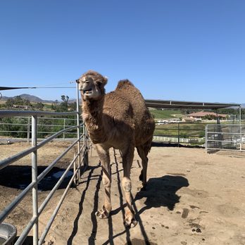 Sugarplum Zoo - Camel - Chocolatiers & Shops Near Me - Temecula, California