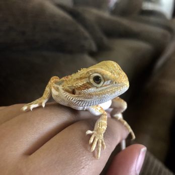 Reptile Junction - Reptile Shops Near Me - Apache Junction, Arizona