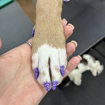 BBS Pets Salon - Pet Groomers Near Me - Casa Grande, Arizona BBS Pets Salon - Pet Groomers Near Me - Casa Grande, Arizona