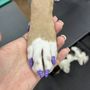 Photo of BBS Pets Salon