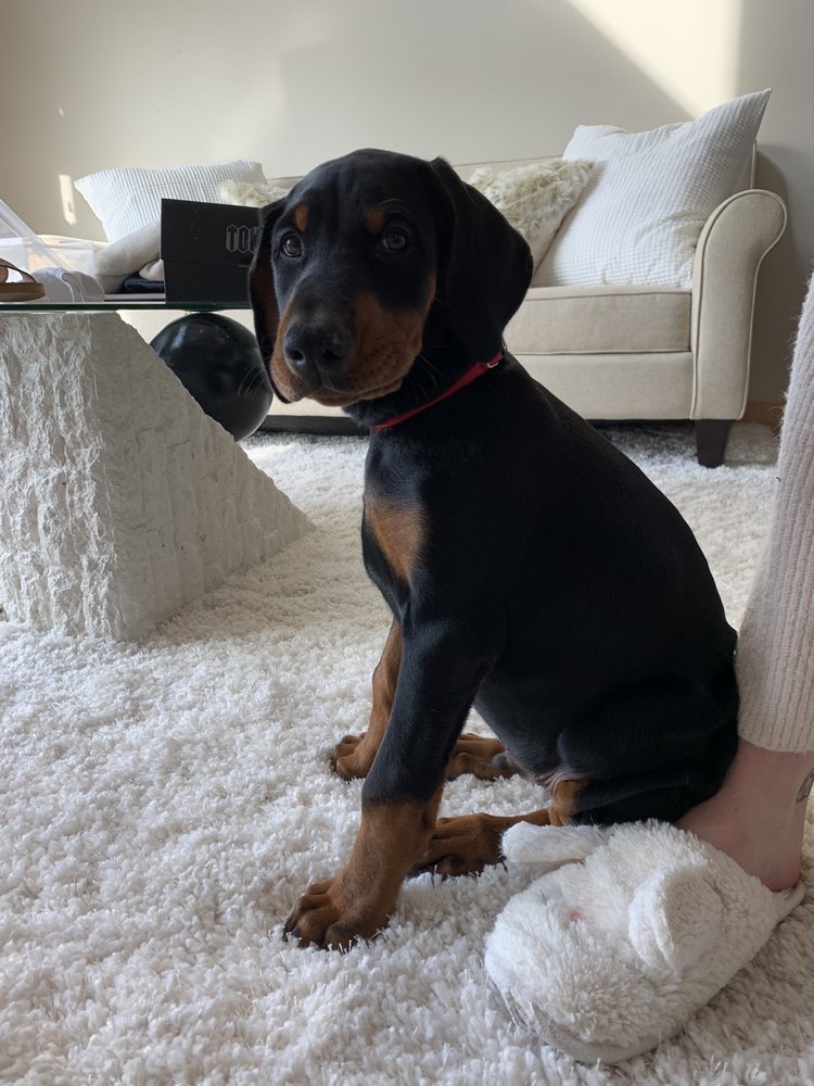 TRICOUNTY VETERINARY CLINIC Updated September 2024 11 Photos 650