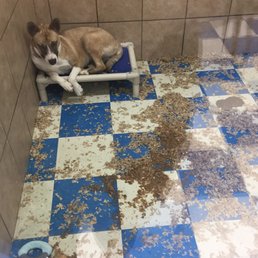 The kennel of an adoptable dog. Note how disgusting it is The kennel of an adoptable dog. Note how disgusting it is