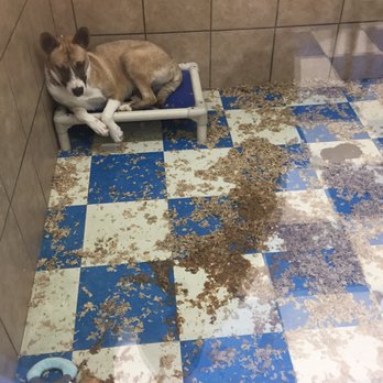 Pets Plus Natural - The kennel of an adoptable dog. Note how disgusting it is - Pet Stores Near Me - Bensalem, Pennsylvania Pets Plus Natural - The kennel of an adoptable dog. Note how disgusting it is - Pet Stores Near Me - Bensalem, Pennsylvania