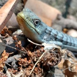 Hermit Falls - Beautiful alligator lizard on side of trail.