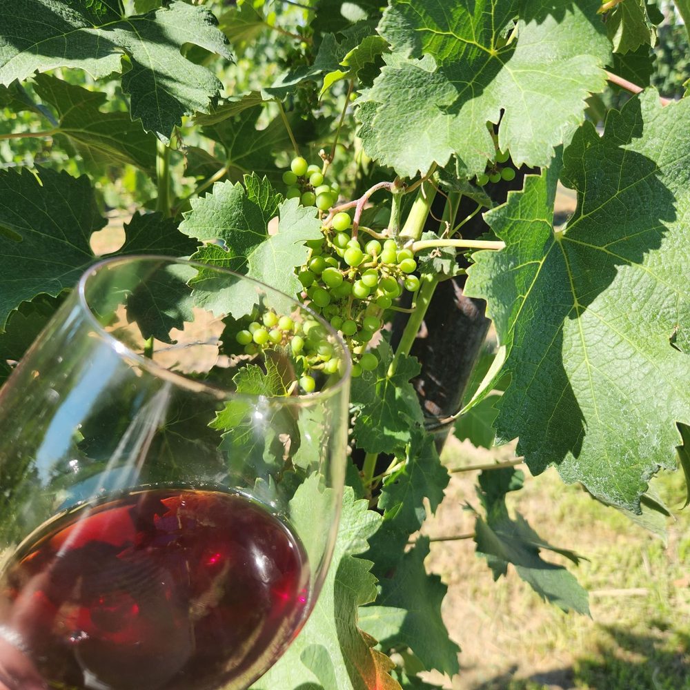 Kindred Vineyards - Wineries Near Me - Sunnyslope, Idaho