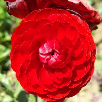 The Flower Fields - Venues & Event Spaces Near Me - Carlsbad, California The Flower Fields - Venues & Event Spaces Near Me - Carlsbad, California