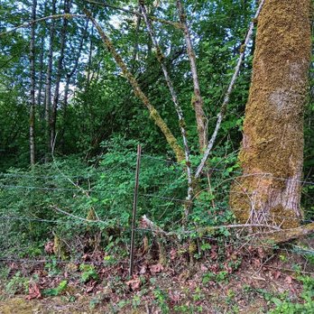 A1 Budget Landscaping - Broken Fence line and left untrimed tree limbs. - Landscape Architects or Designers Near Me - Woodland, Washington A1 Budget Landscaping - Broken Fence line and left untrimed tree limbs. - Landscape Architects or Designers Near Me - Woodland, Washington