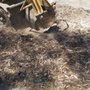 Melebeck's Tree Service