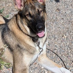 SunDog Therapy - Our Apollo.