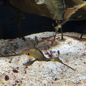 Shedd Aquarium - Sea Dragons - Aquariums Near Me - Chicago, Illinois Shedd Aquarium - Sea Dragons - Aquariums Near Me - Chicago, Illinois