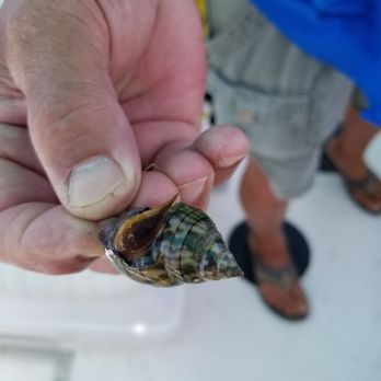Blake Tours - Sea creatures. - Boat Charters Near Me - Placida, Florida Blake Tours - Sea creatures. - Boat Charters Near Me - Placida, Florida