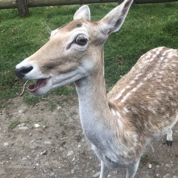 Olympic Game Farm - Not sure what this guy is but he was so gentle and sweet . - Zoos Near Me - Sequim, Washington Olympic Game Farm - Not sure what this guy is but he was so gentle and sweet . - Zoos Near Me - Sequim, Washington