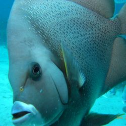 Capt Saam's Scuba School - Angel fish
