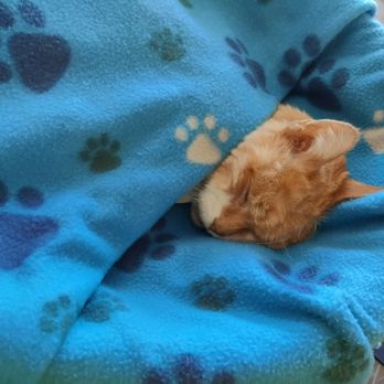 KC In Home Pet Euthanasia - My poor baby in his final sleep - Veterinarians Near Me - Goodyear, Arizona