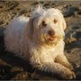 Photo of Pawtastic Pet Grooming