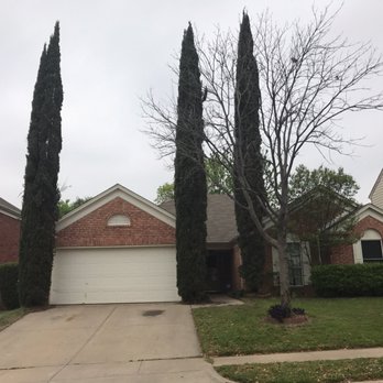 Wise Tree Care - Needed these 3 Italian Cypress taken down. They got them down, mulched and area cleaned up in 30 minutes. Great job! - Tree Services Near Me - Bedford, Texas Wise Tree Care - Needed these 3 Italian Cypress taken down. They got them down, mulched and area cleaned up in 30 minutes. Great job! - Tree Services Near Me - Bedford, Texas