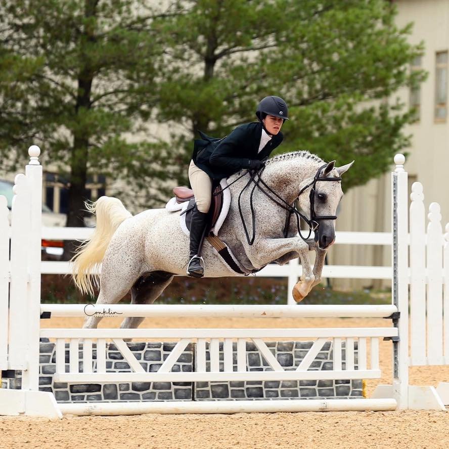 Golden Dogs Training @ Bayview Farm - equestrian in Cape Charles, VA