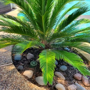 Stealth Landscape Services - a palm tree in a pot next to a swimming pool - Landscaping Near Me Stealth Landscape Services - a palm tree in a pot next to a swimming pool - Landscaping Near Me